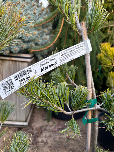 Pinus parviflora ‘Aizu Goyo’