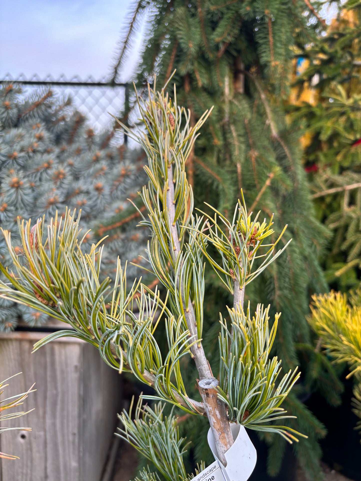 Pinus parviflora ‘Aizu Goyo’