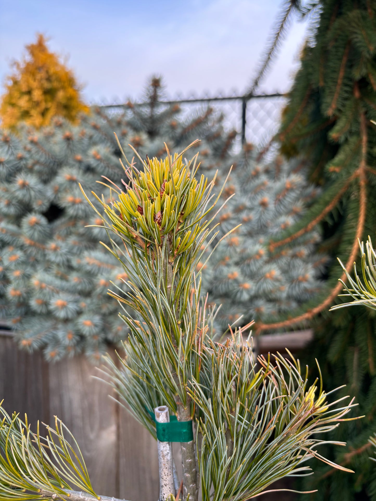 Pinus parviflora ‘Aizu Goyo’