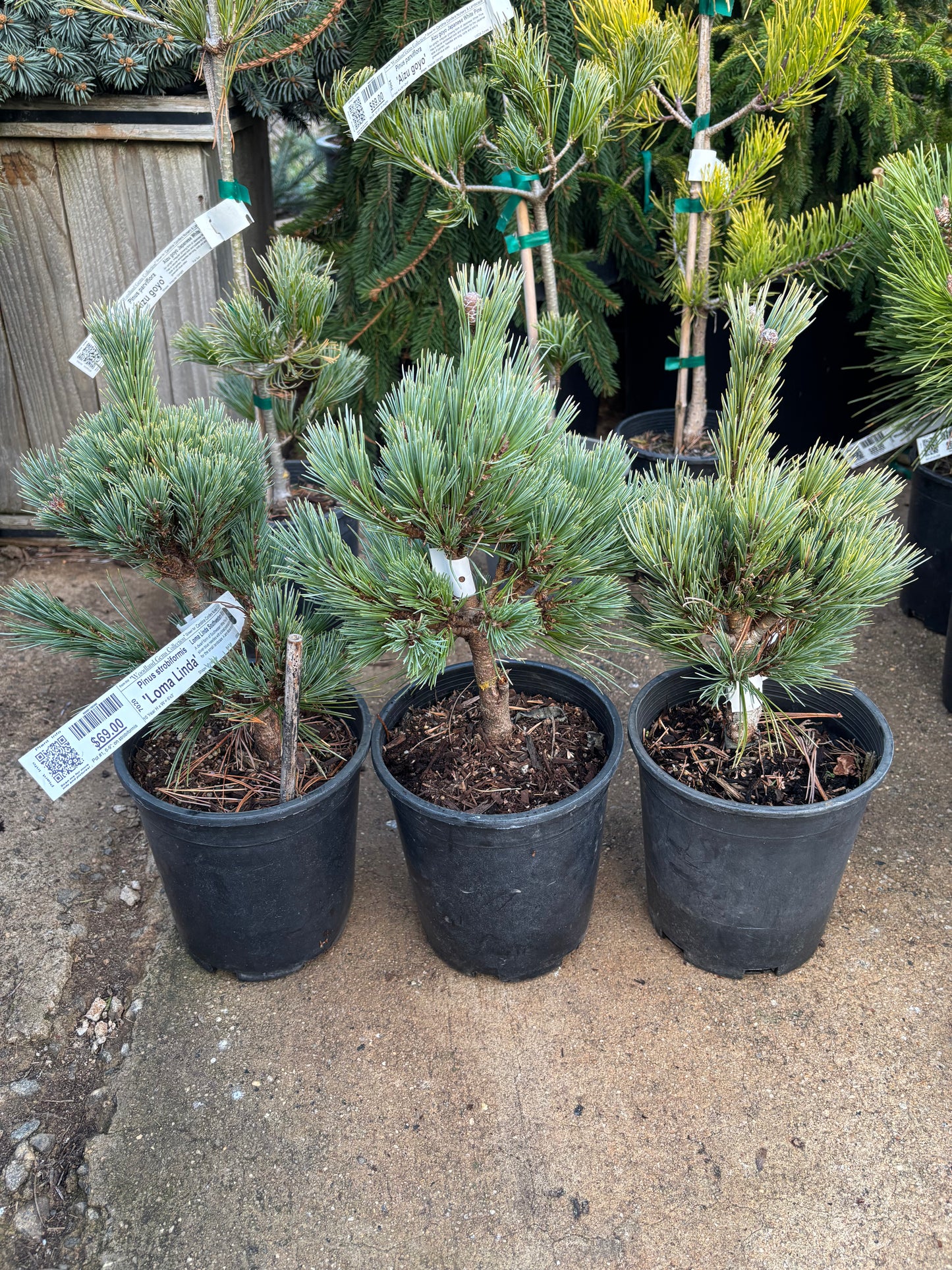 Pinus strobiformis ‘Loma Linda’