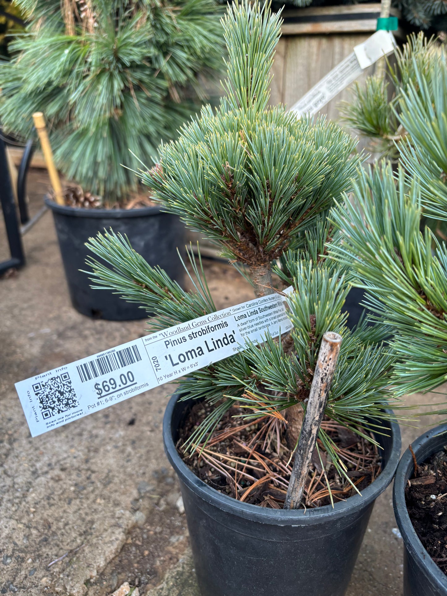 Pinus strobiformis ‘Loma Linda’