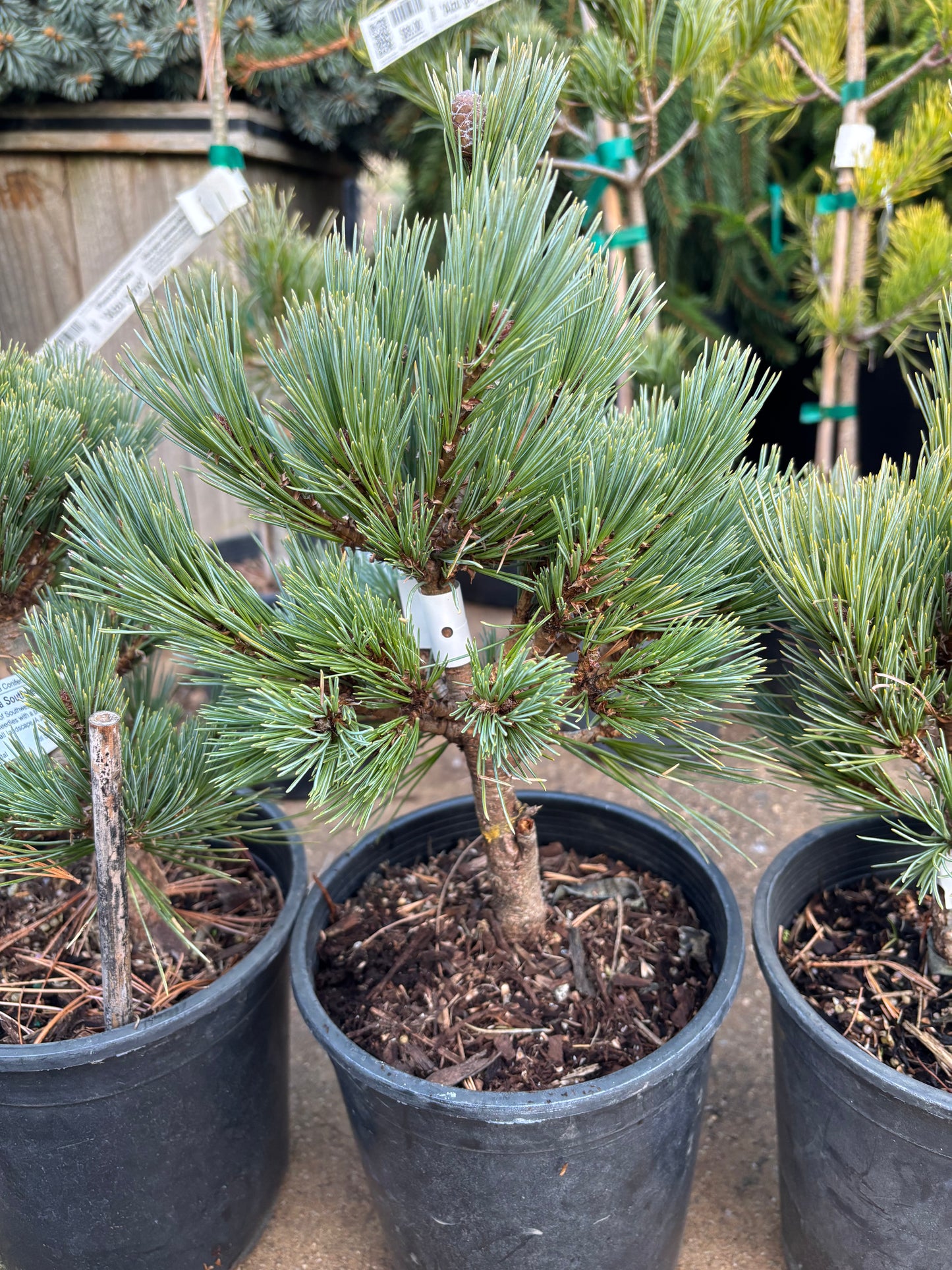 Pinus strobiformis ‘Loma Linda’