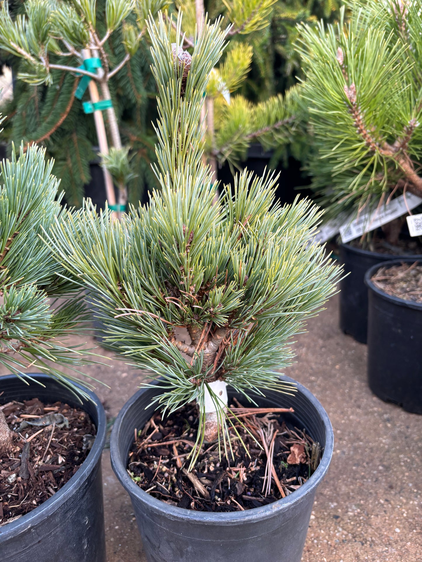 Pinus strobiformis ‘Loma Linda’