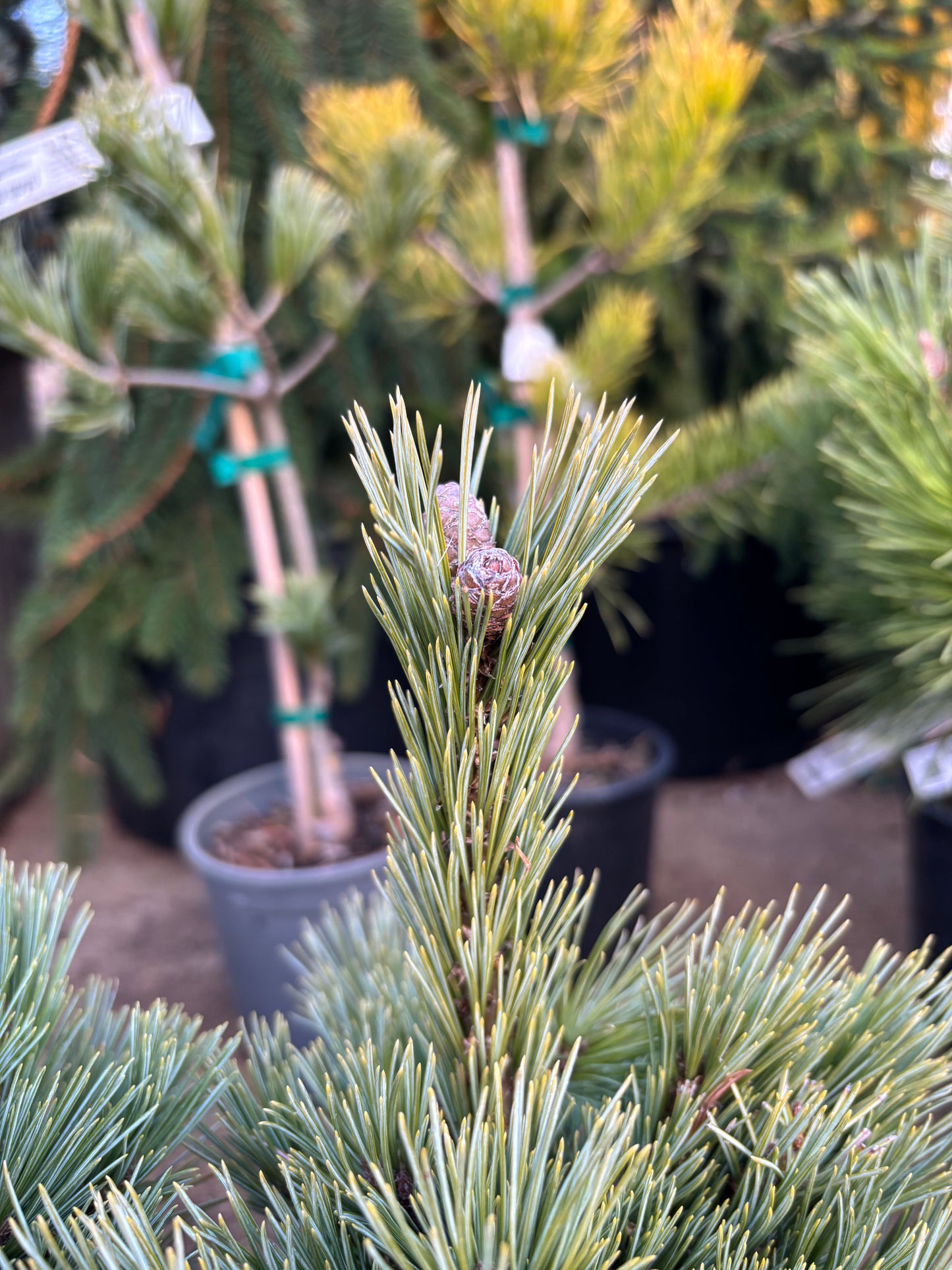 Pinus strobiformis ‘Loma Linda’