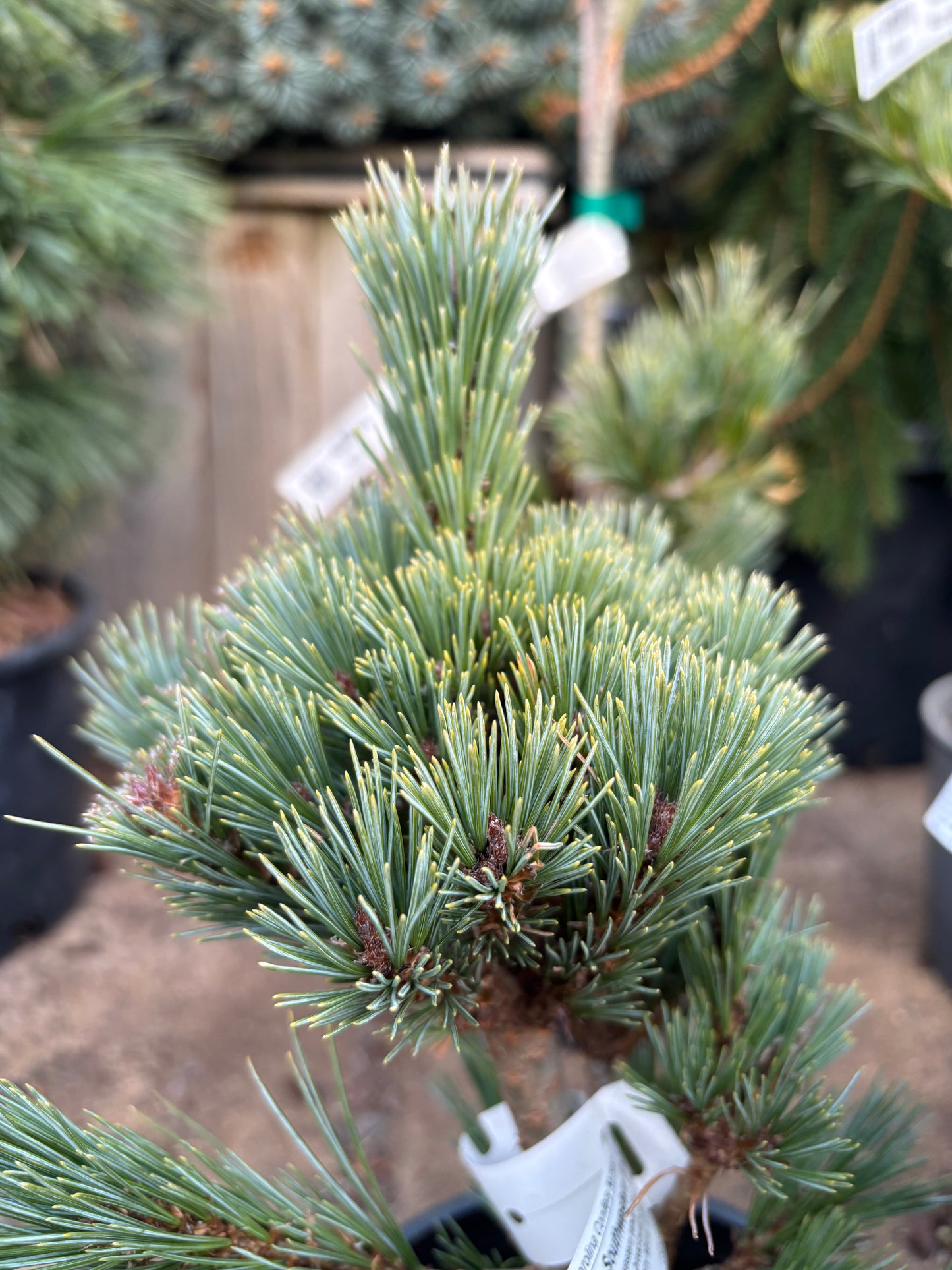 Pinus strobiformis ‘Loma Linda’