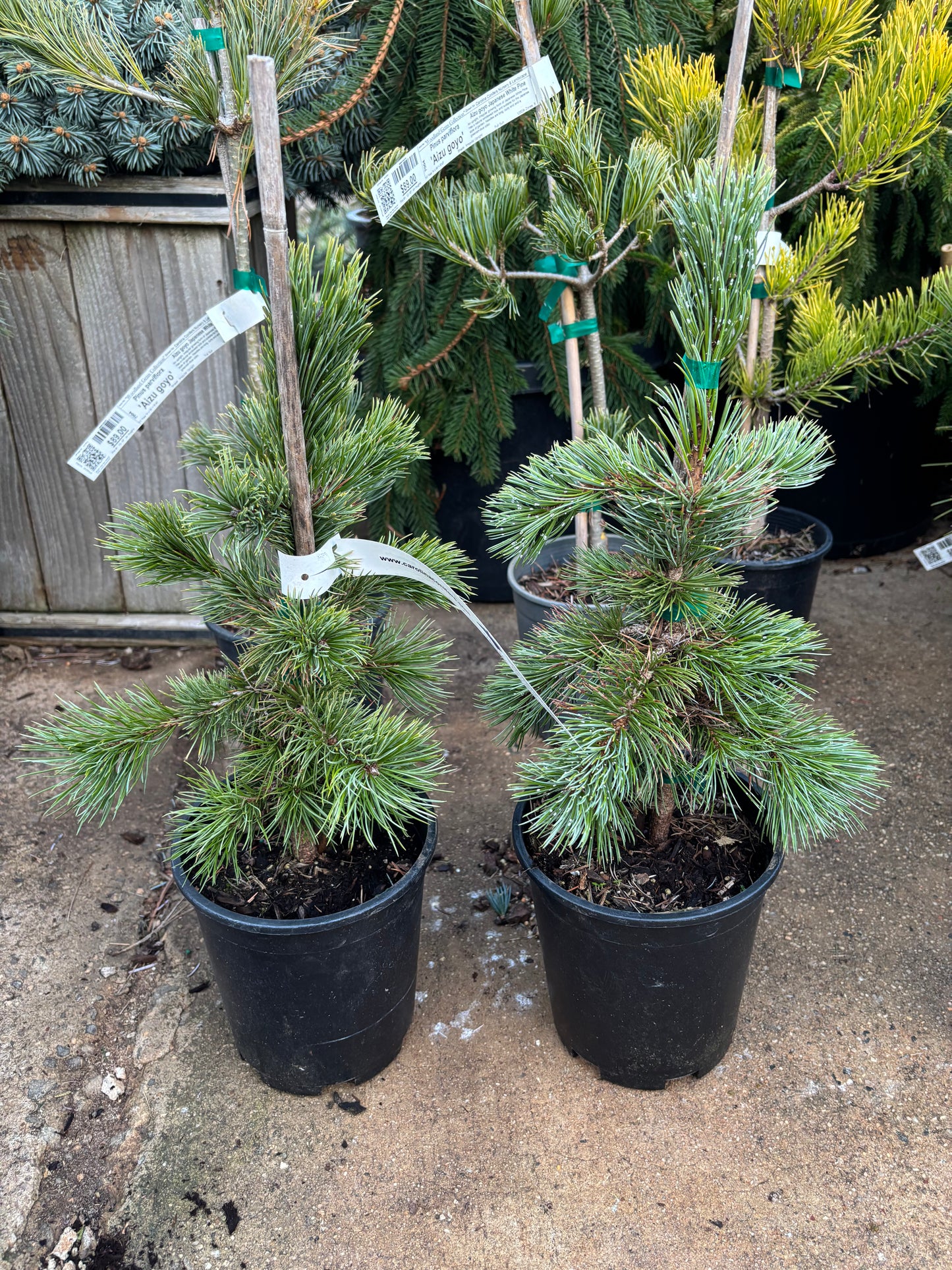 Pinus aristata Bristlecone pine (species)