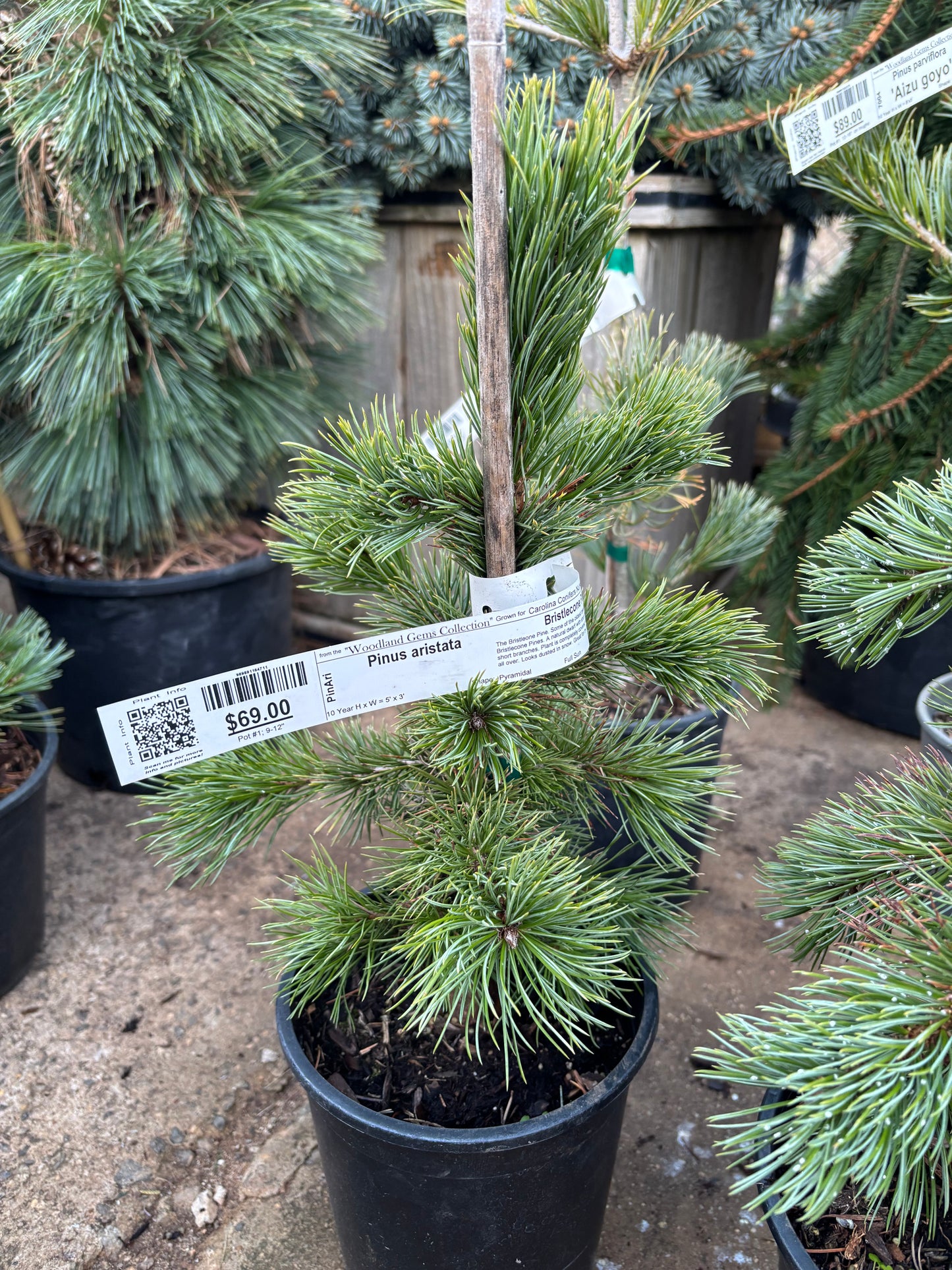 Pinus aristata Bristlecone pine (species)