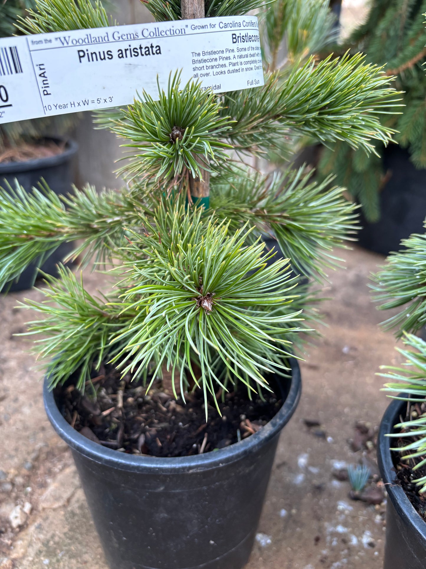 Pinus aristata Bristlecone pine (species)