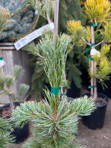 Pinus aristata Bristlecone pine (species)