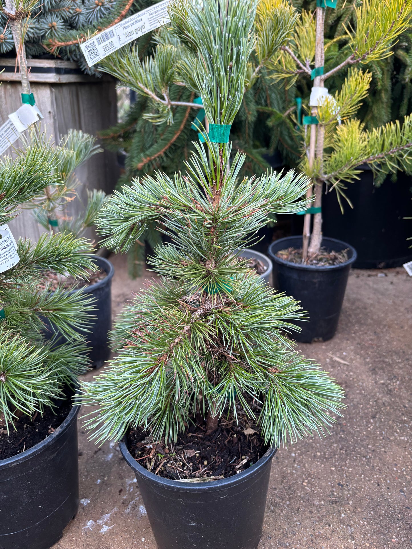 Pinus aristata Bristlecone pine (species)