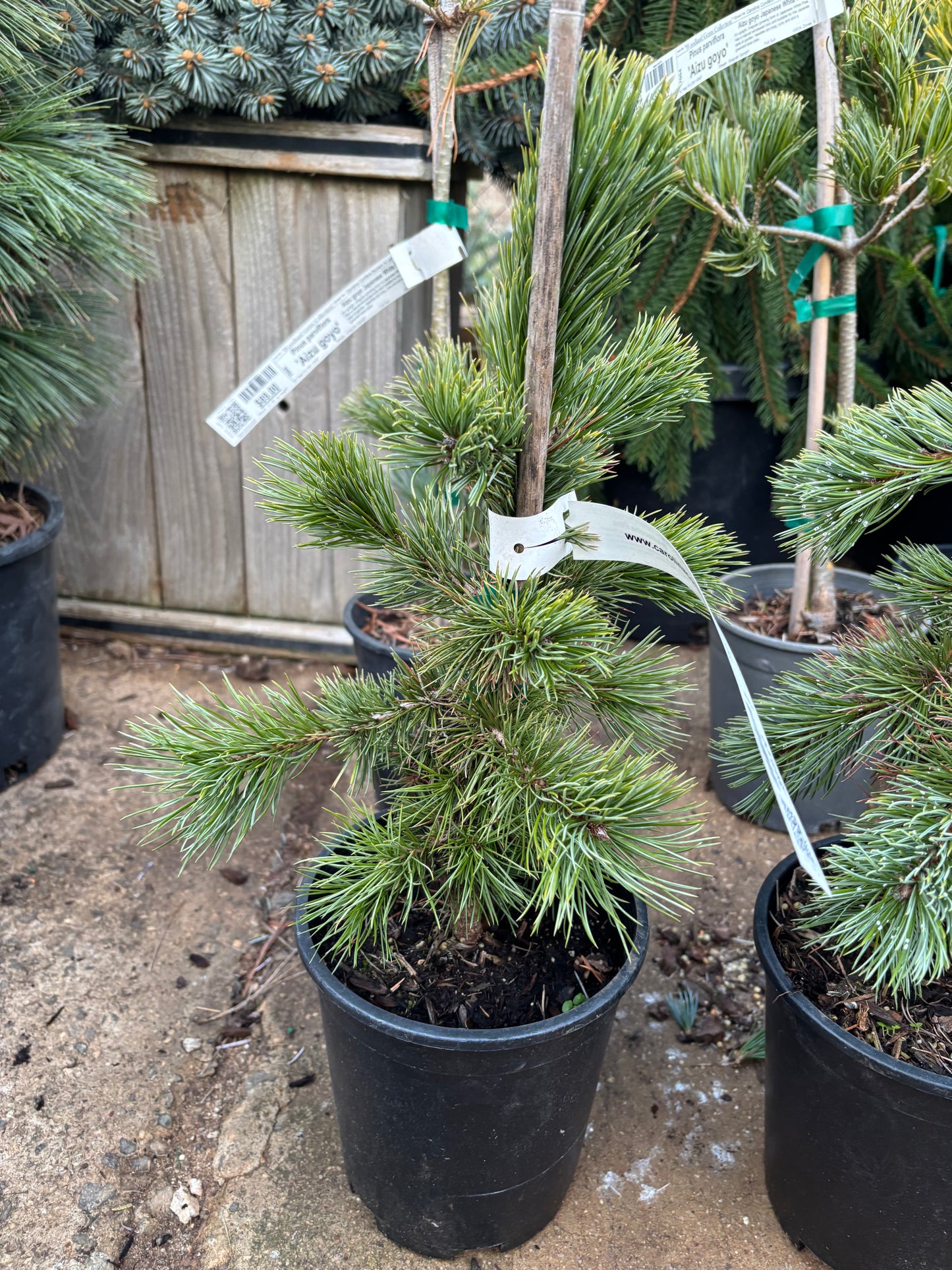 Pinus aristata Bristlecone pine (species)