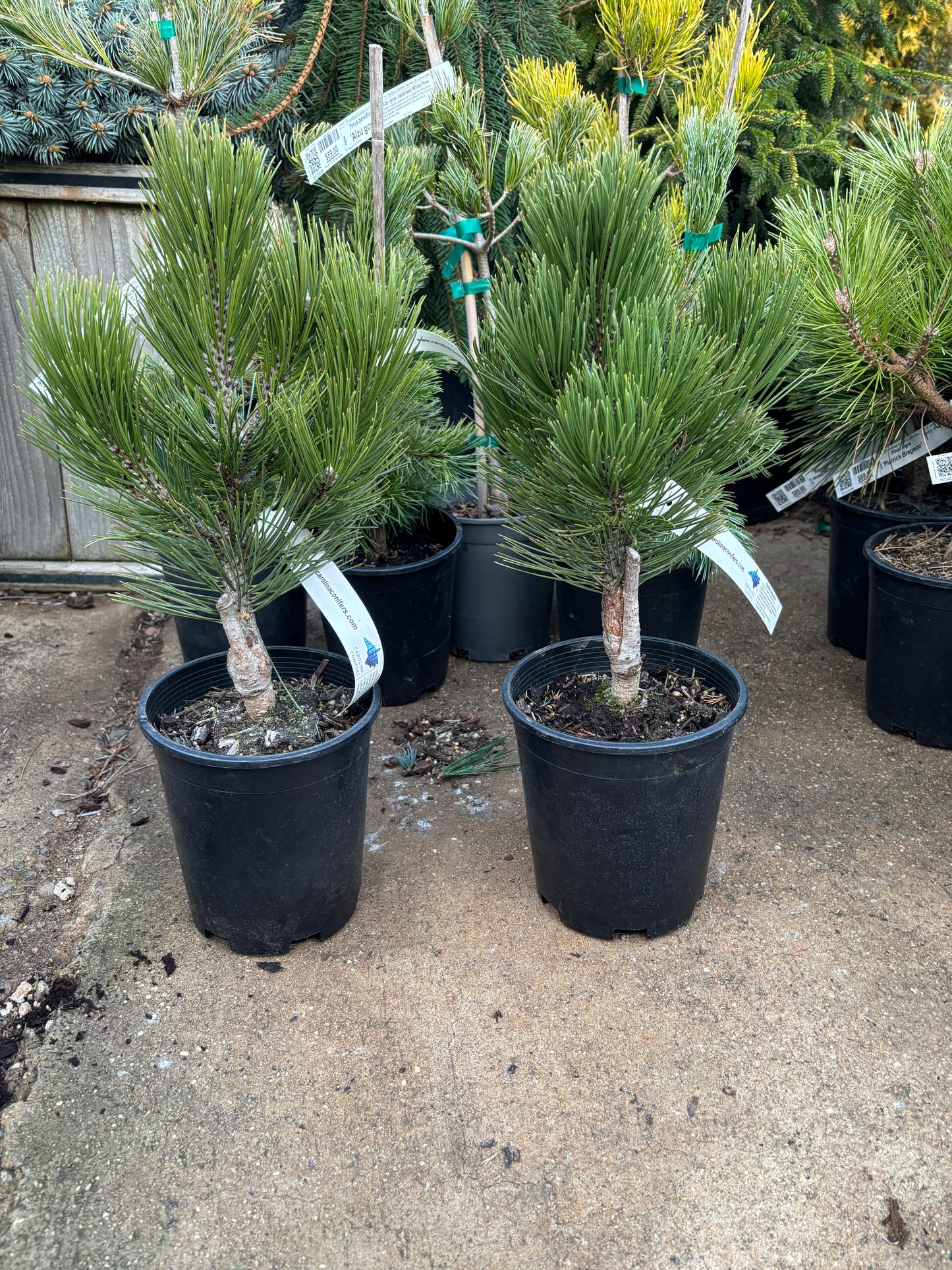 Pinus leucodermis ‘Compact Gem’