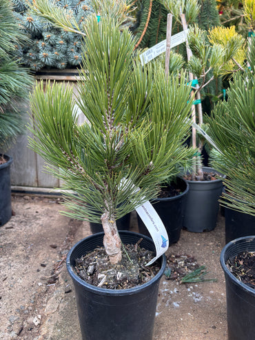 Pinus leucodermis ‘Compact Gem’