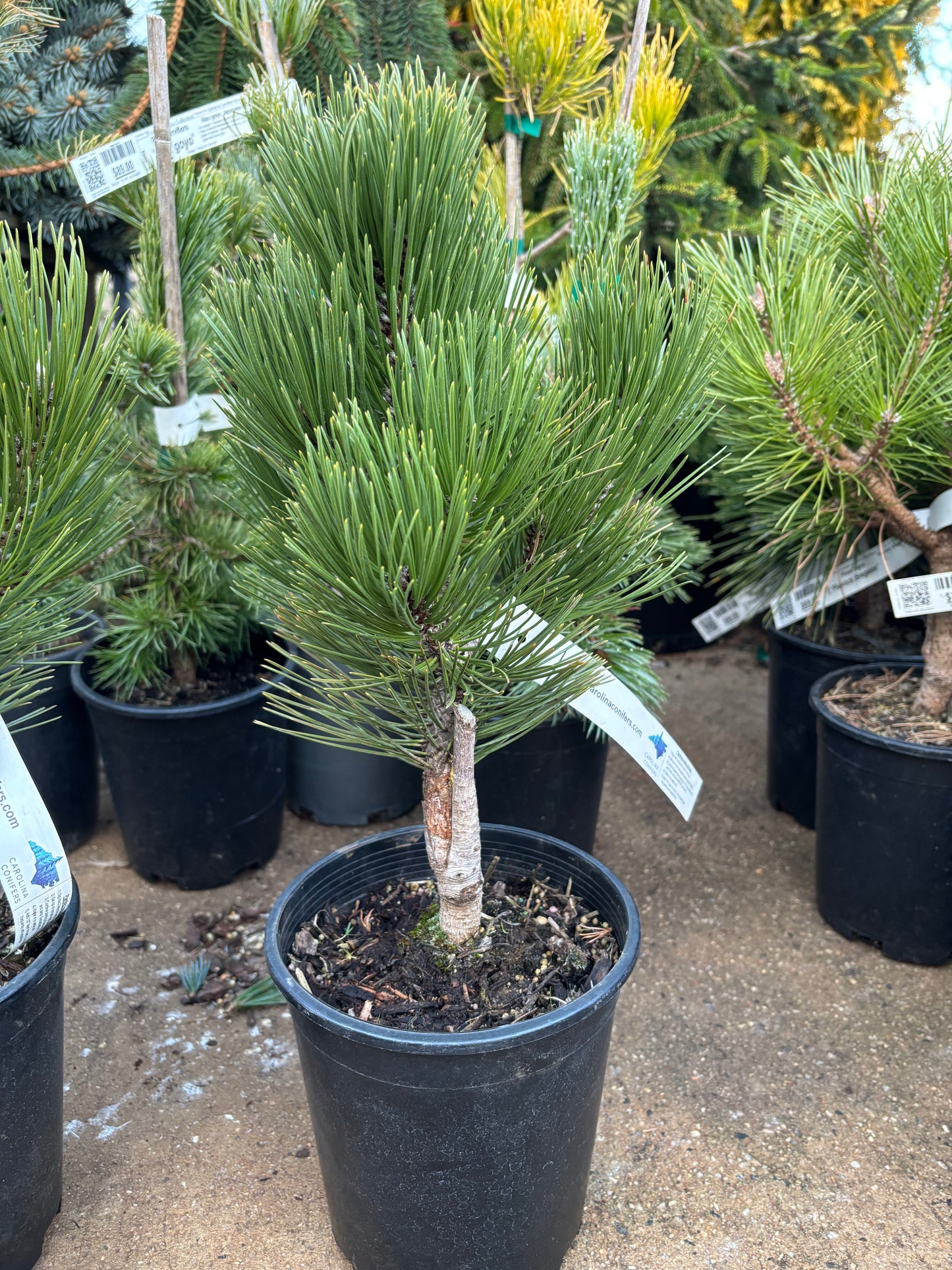 Pinus leucodermis ‘Compact Gem’