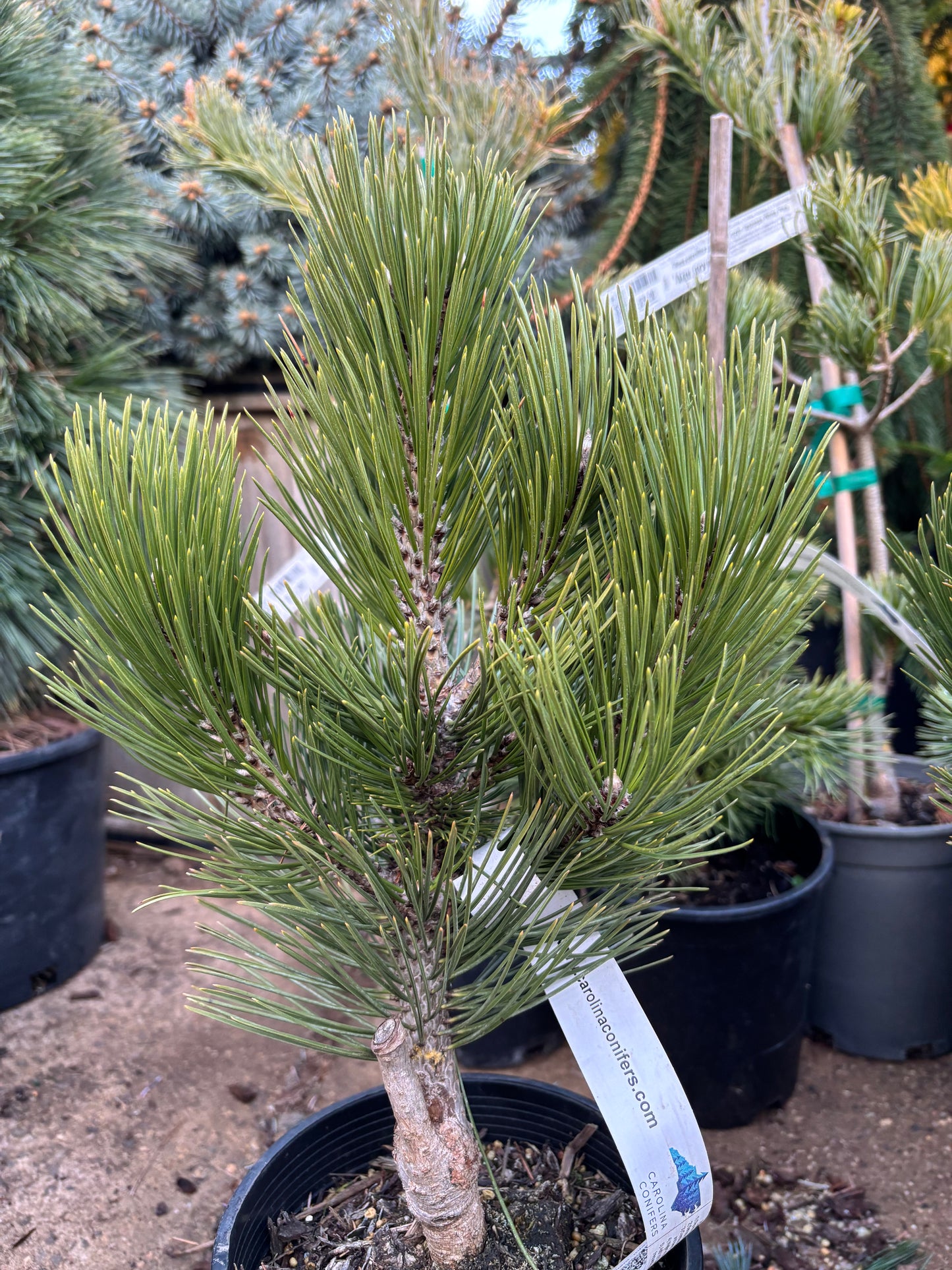 Pinus leucodermis ‘Compact Gem’