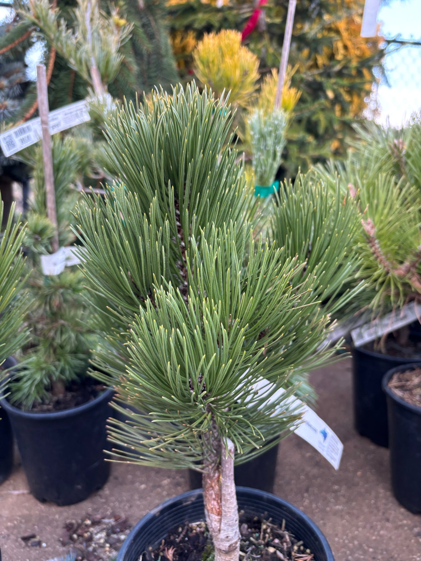 Pinus leucodermis ‘Compact Gem’