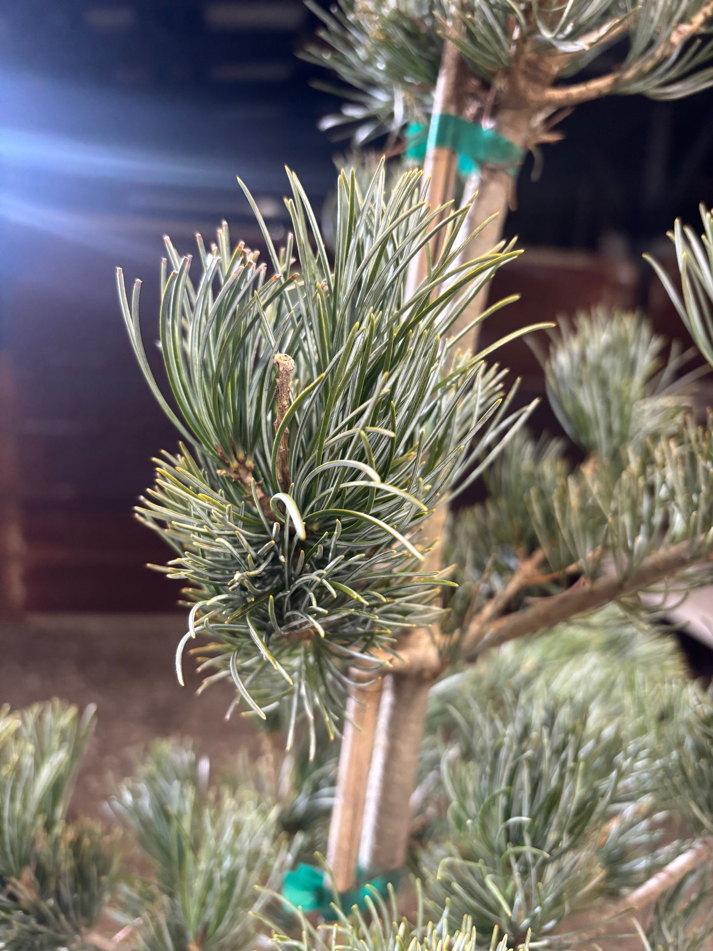 Pinus parviflora ‘Glauca’