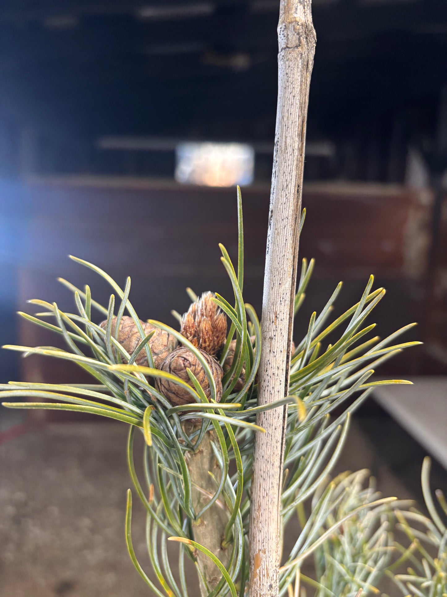 Pinus parviflora ‘Glauca’