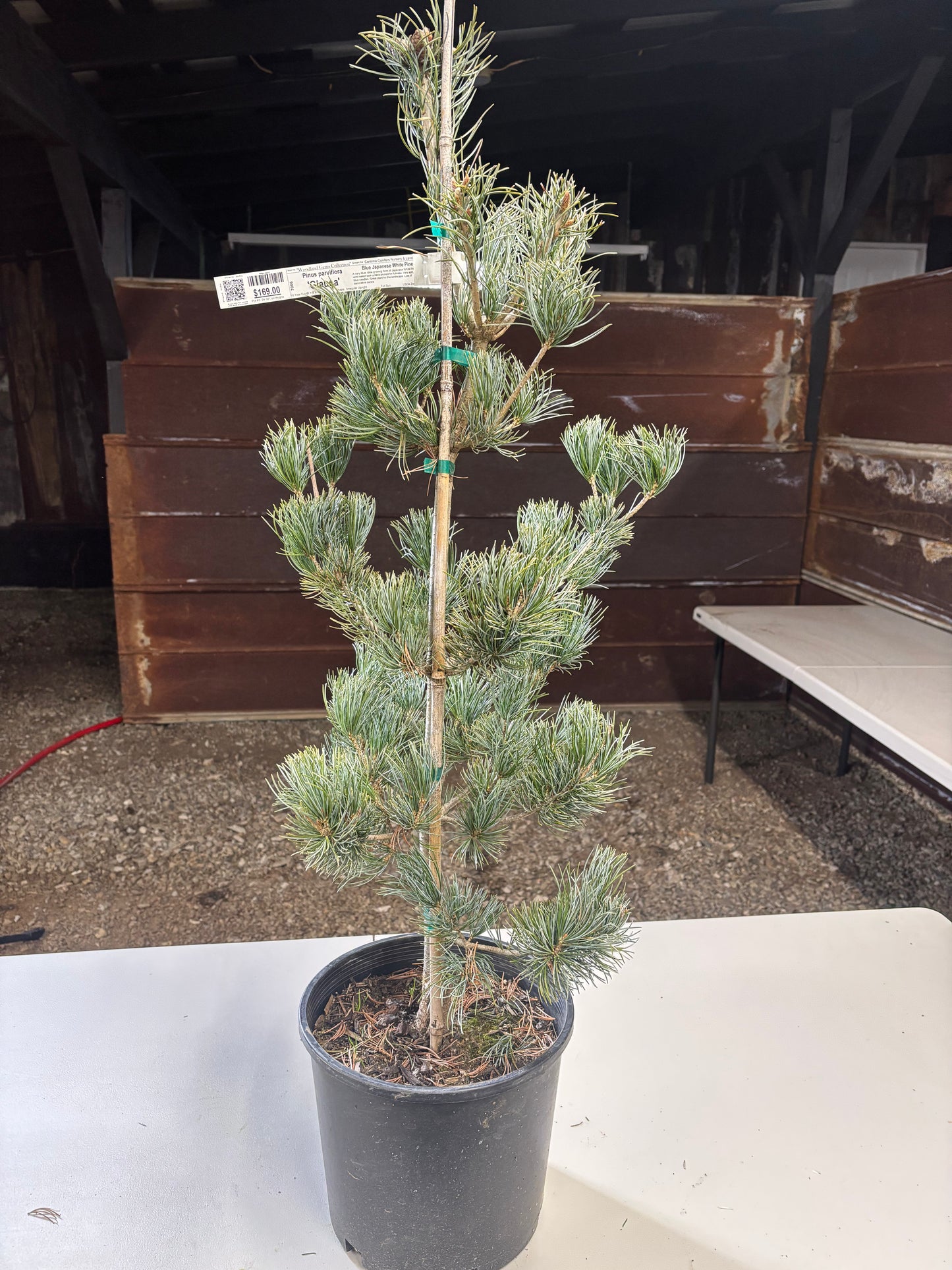 Pinus parviflora ‘Glauca’