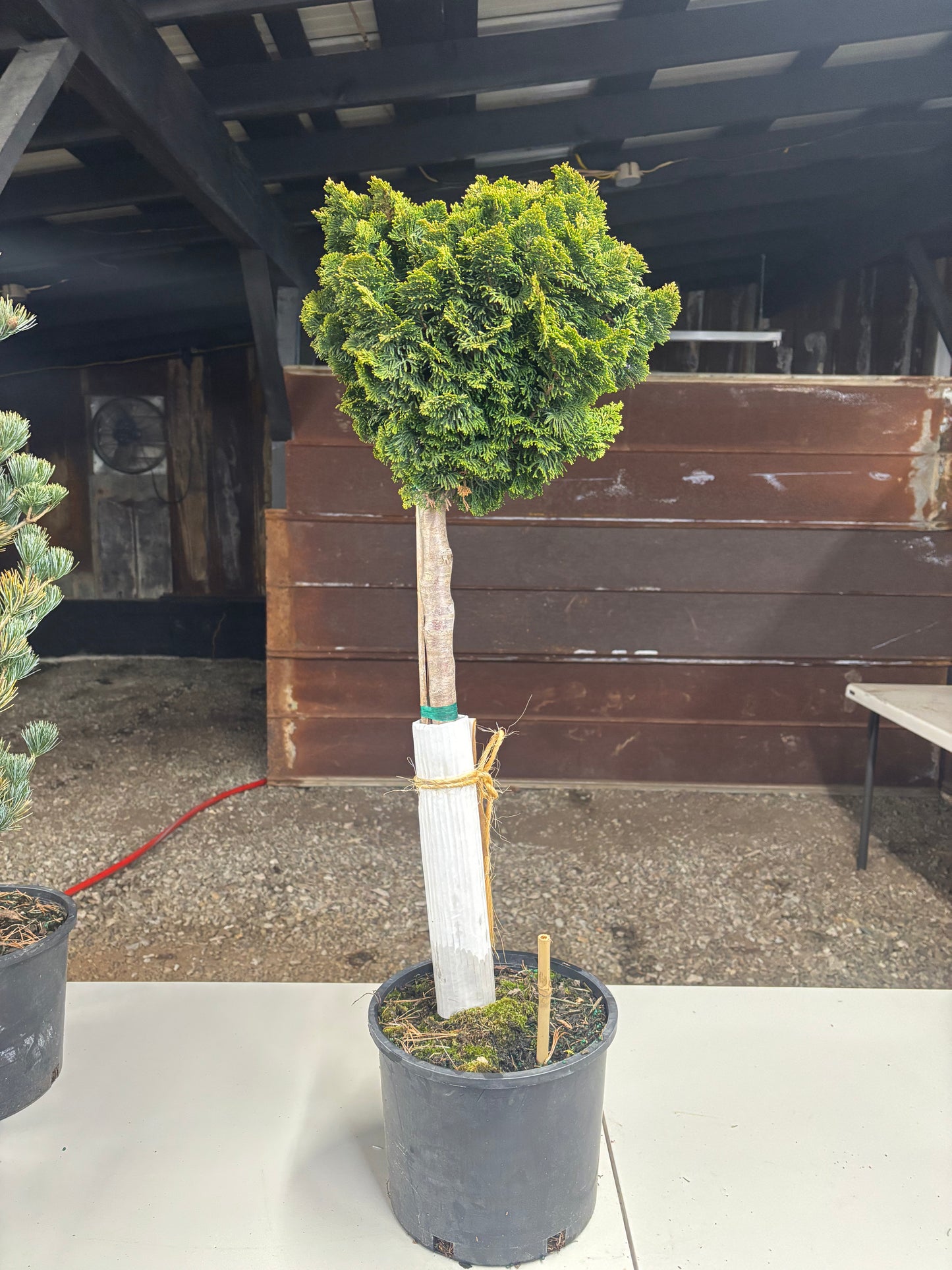 Chamaecyparis obtusa ‘Nana Gracilis’ on 24” Standard