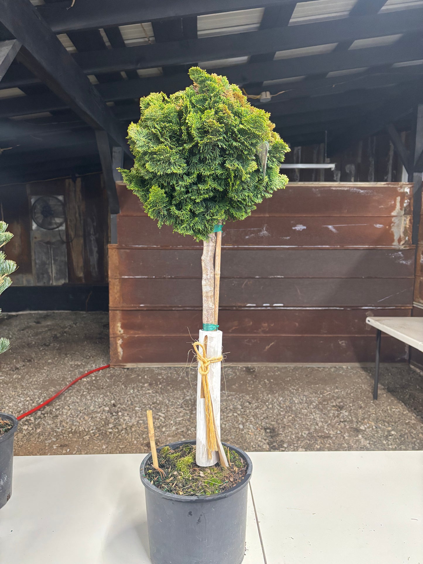 Chamaecyparis obtusa ‘Nana Gracilis’ on 24” Standard
