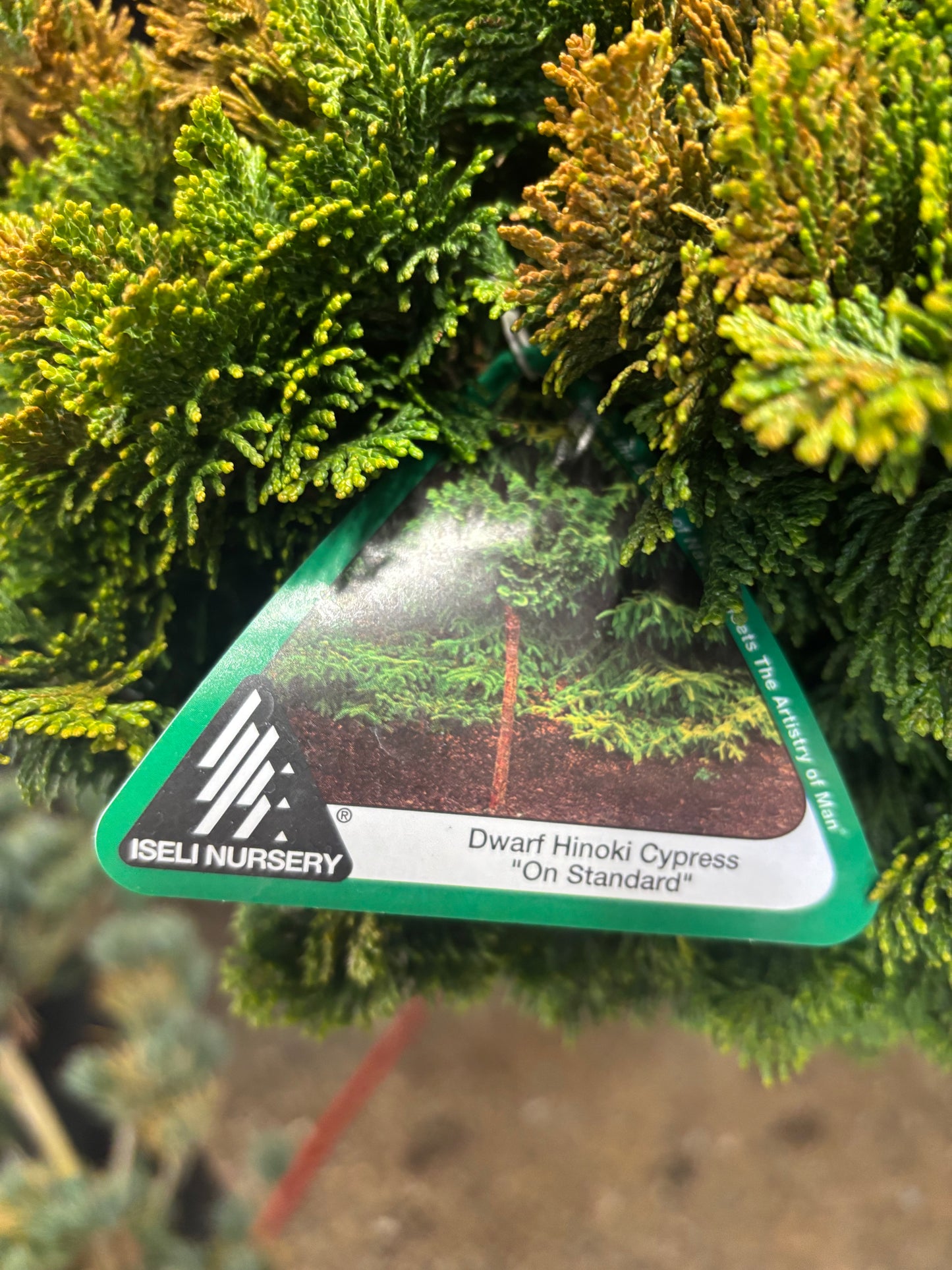 Chamaecyparis obtusa ‘Nana Gracilis’ on 24” Standard