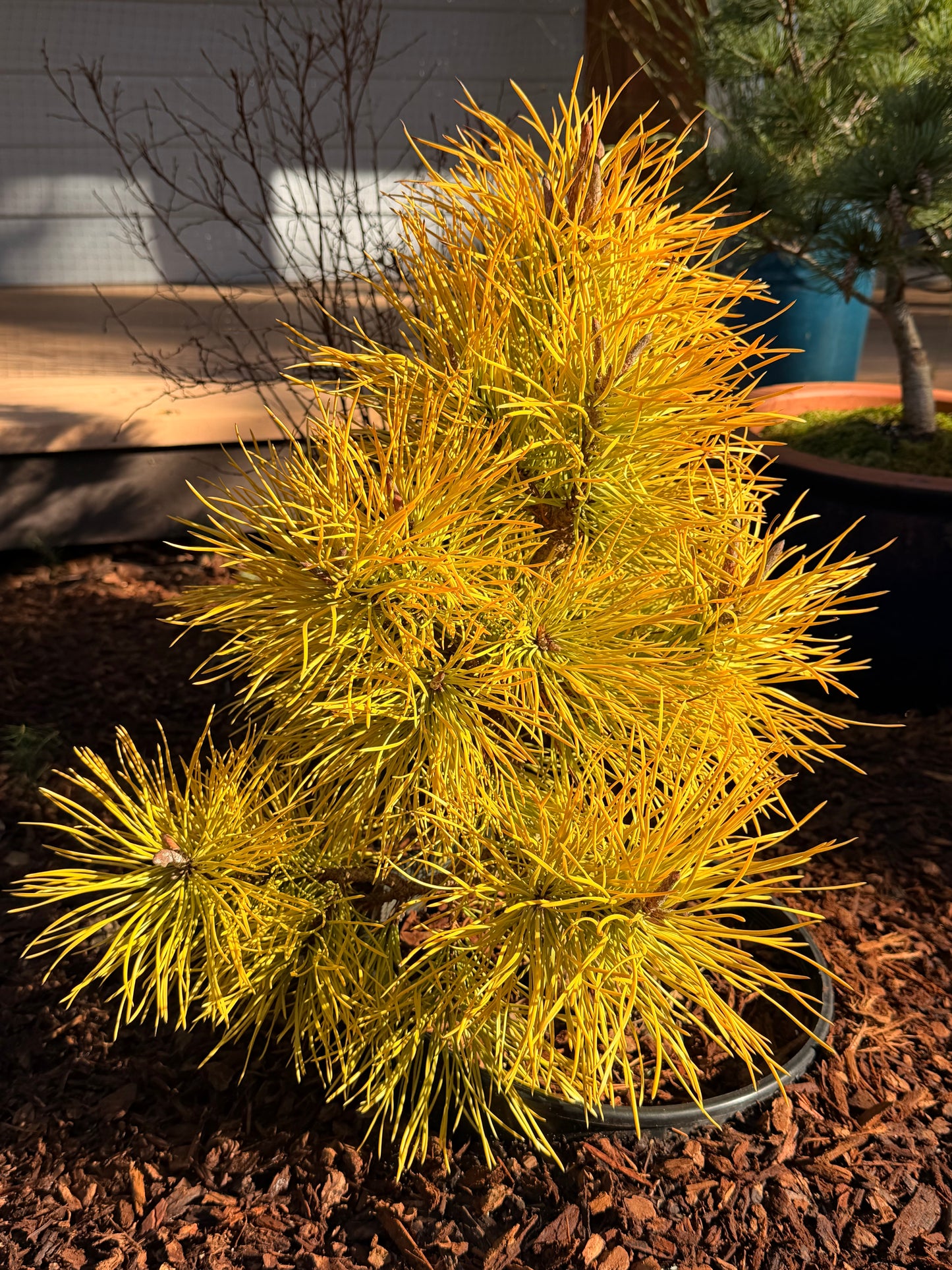 Pinus contorta var. latifolia 'Chief Joseph'