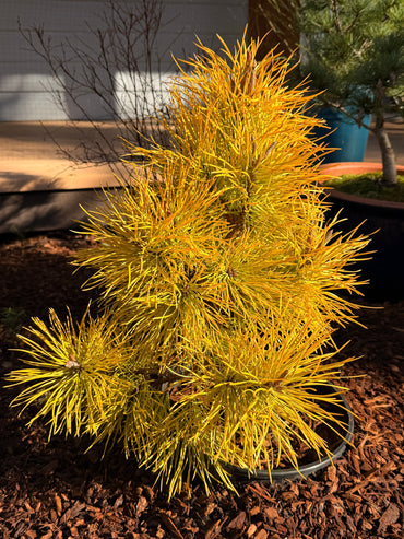Pinus contorta var. latifolia 'Chief Joseph'