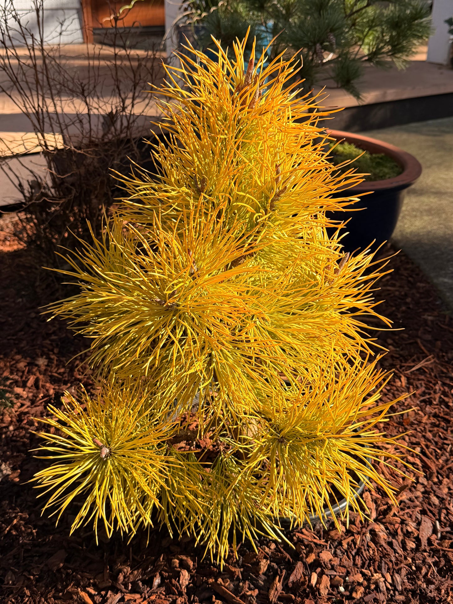 Pinus contorta var. latifolia 'Chief Joseph'