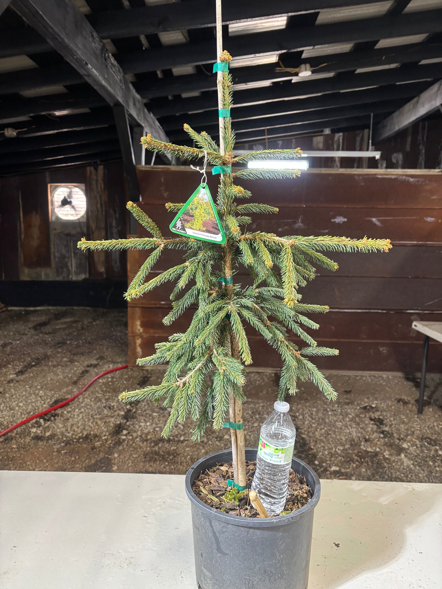 Picea abies ‘Gold Drift’