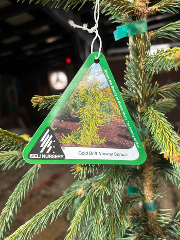 Picea abies ‘Gold Drift’
