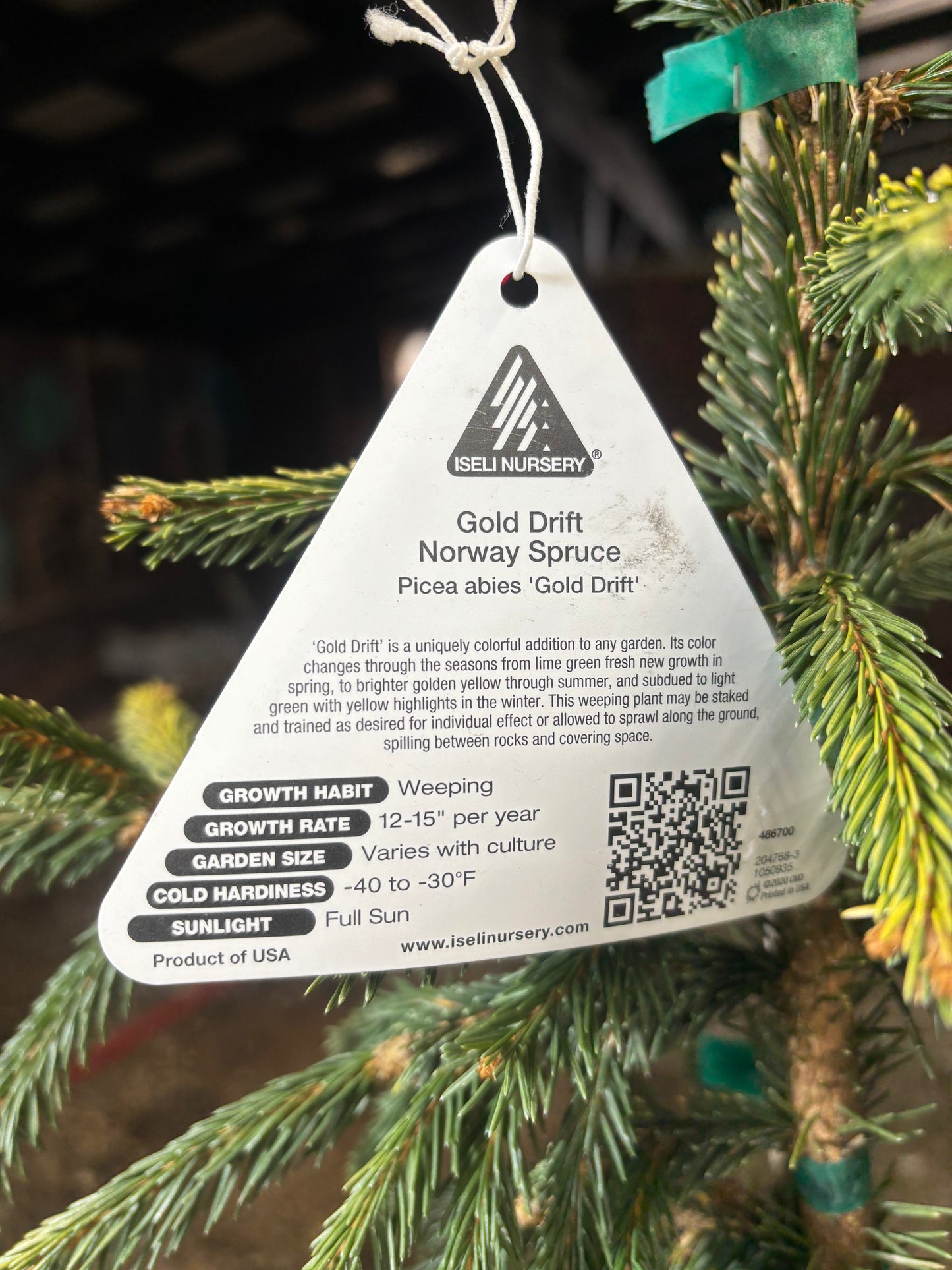 Picea abies ‘Gold Drift’