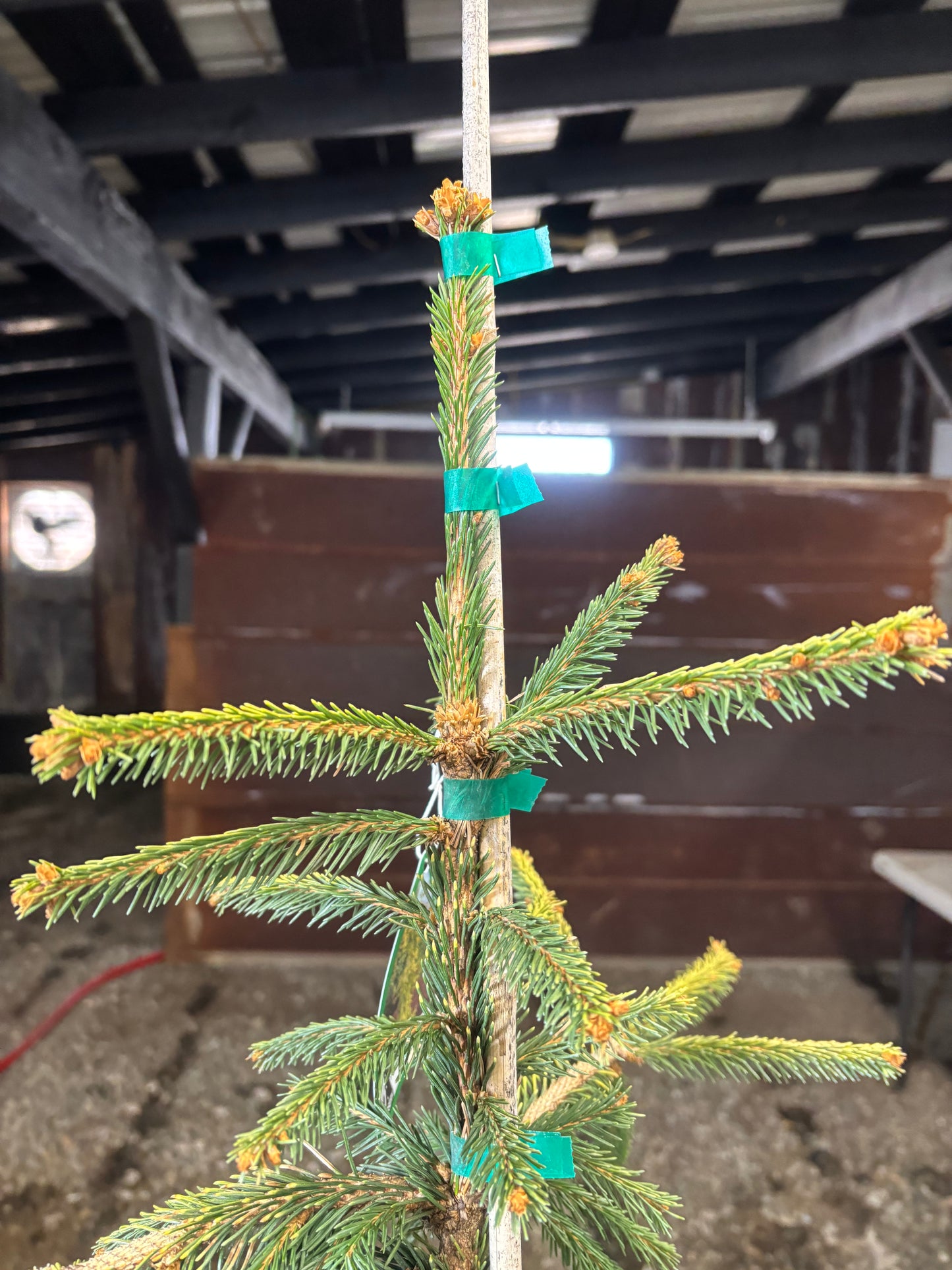 Picea abies ‘Gold Drift’