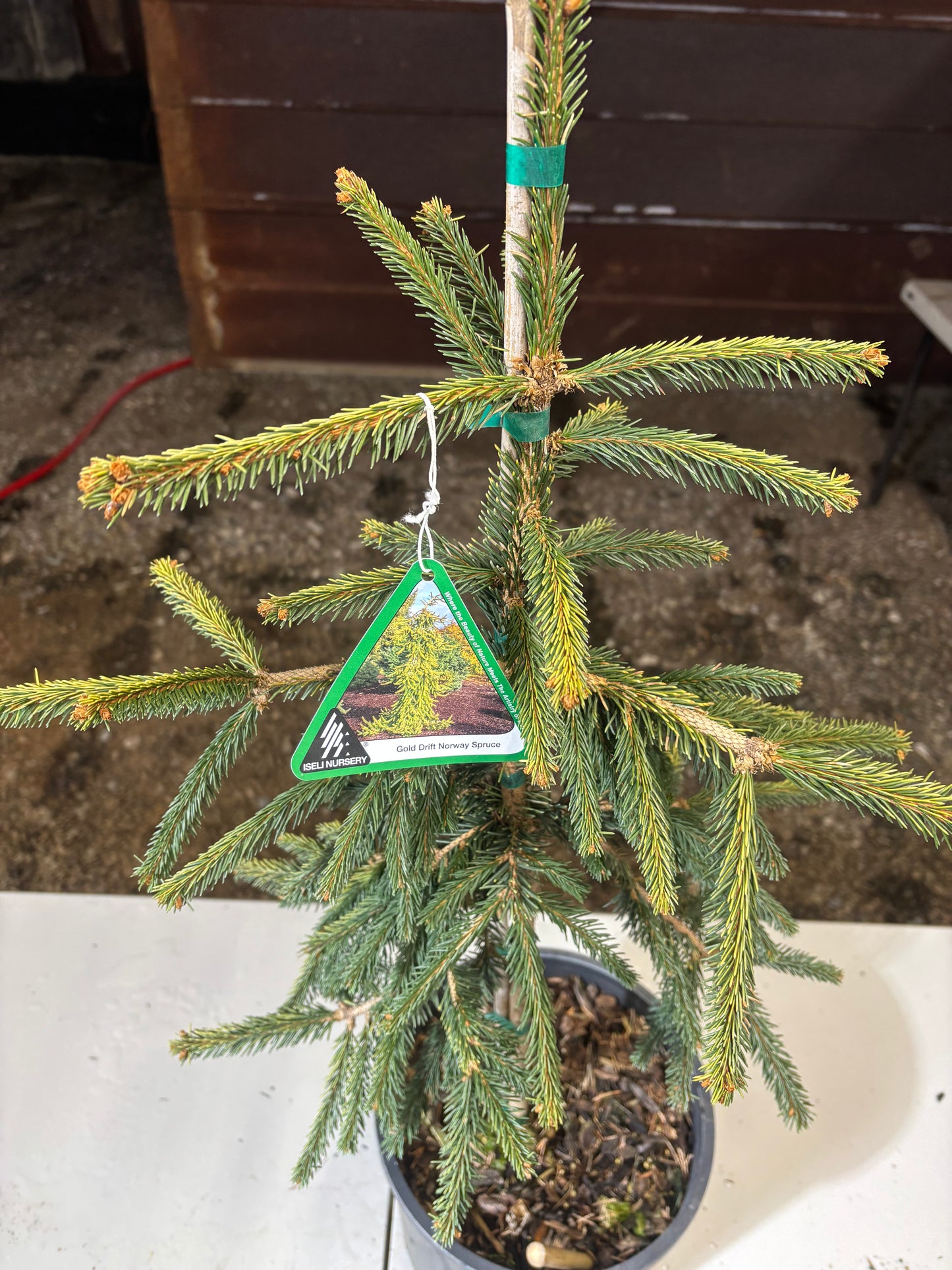 Picea abies ‘Gold Drift’