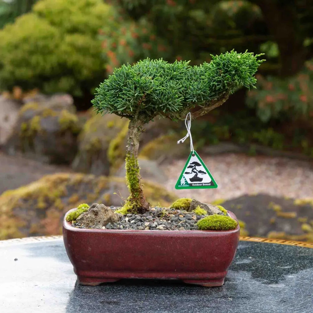 Juniperus chinensis ‘Shimpaku’