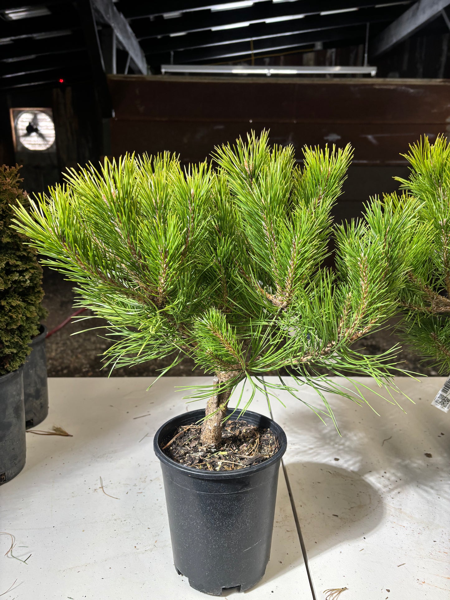 Pinus densiflora ‘Vibrant’