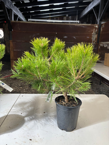 Pinus densiflora ‘Vibrant’