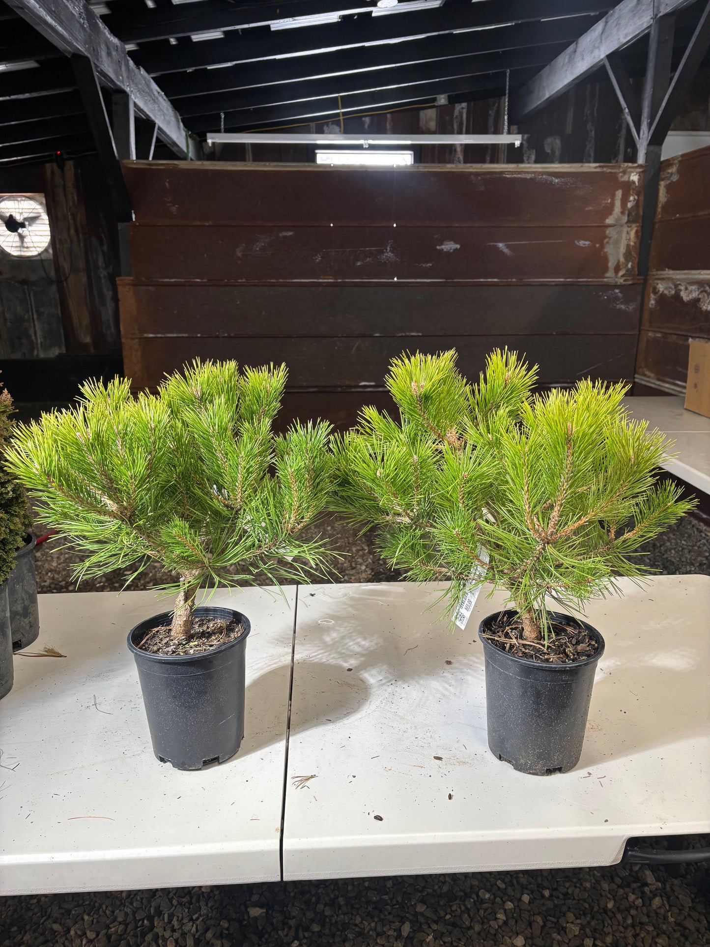 Pinus densiflora ‘Vibrant’