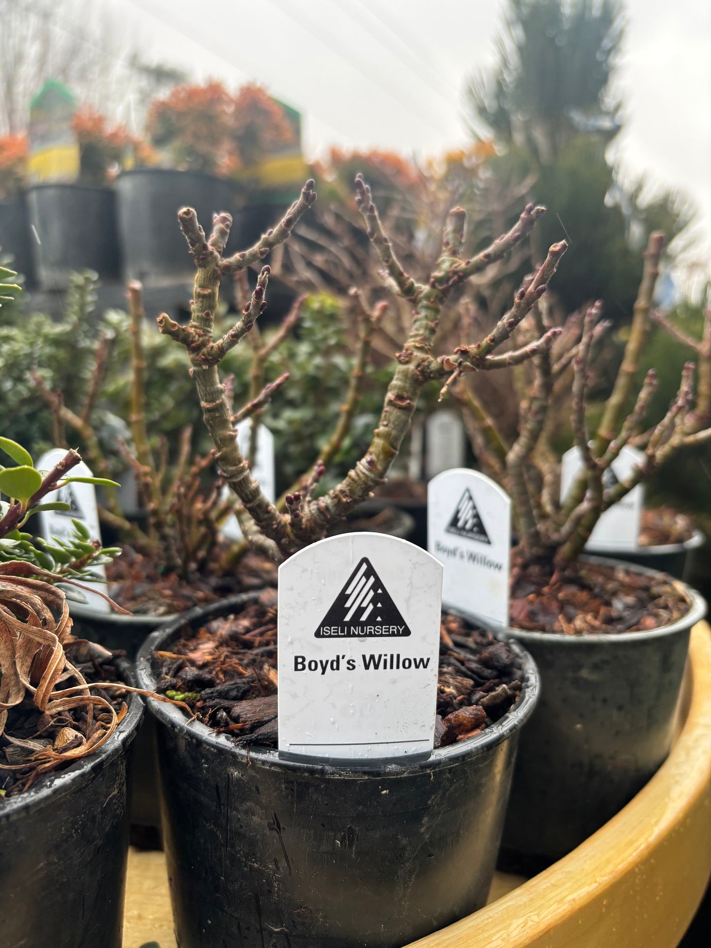 Boyd’s Willow (Salix boydii)