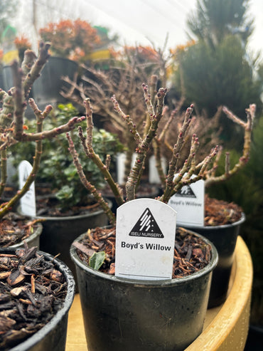 Boyd’s Willow (Salix boydii)