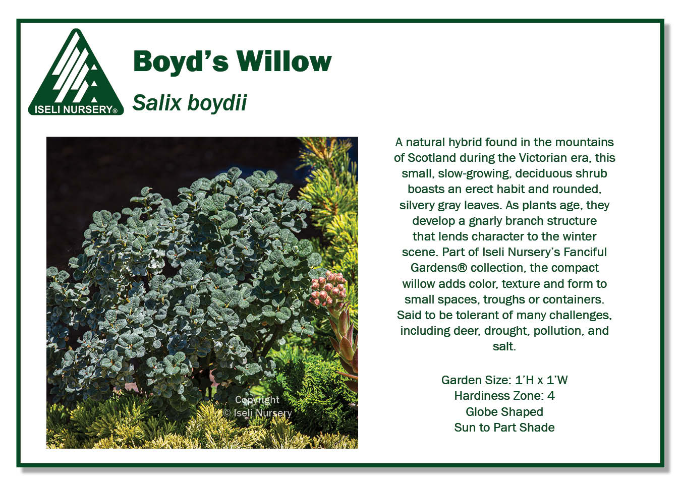 Boyd’s Willow (Salix boydii)