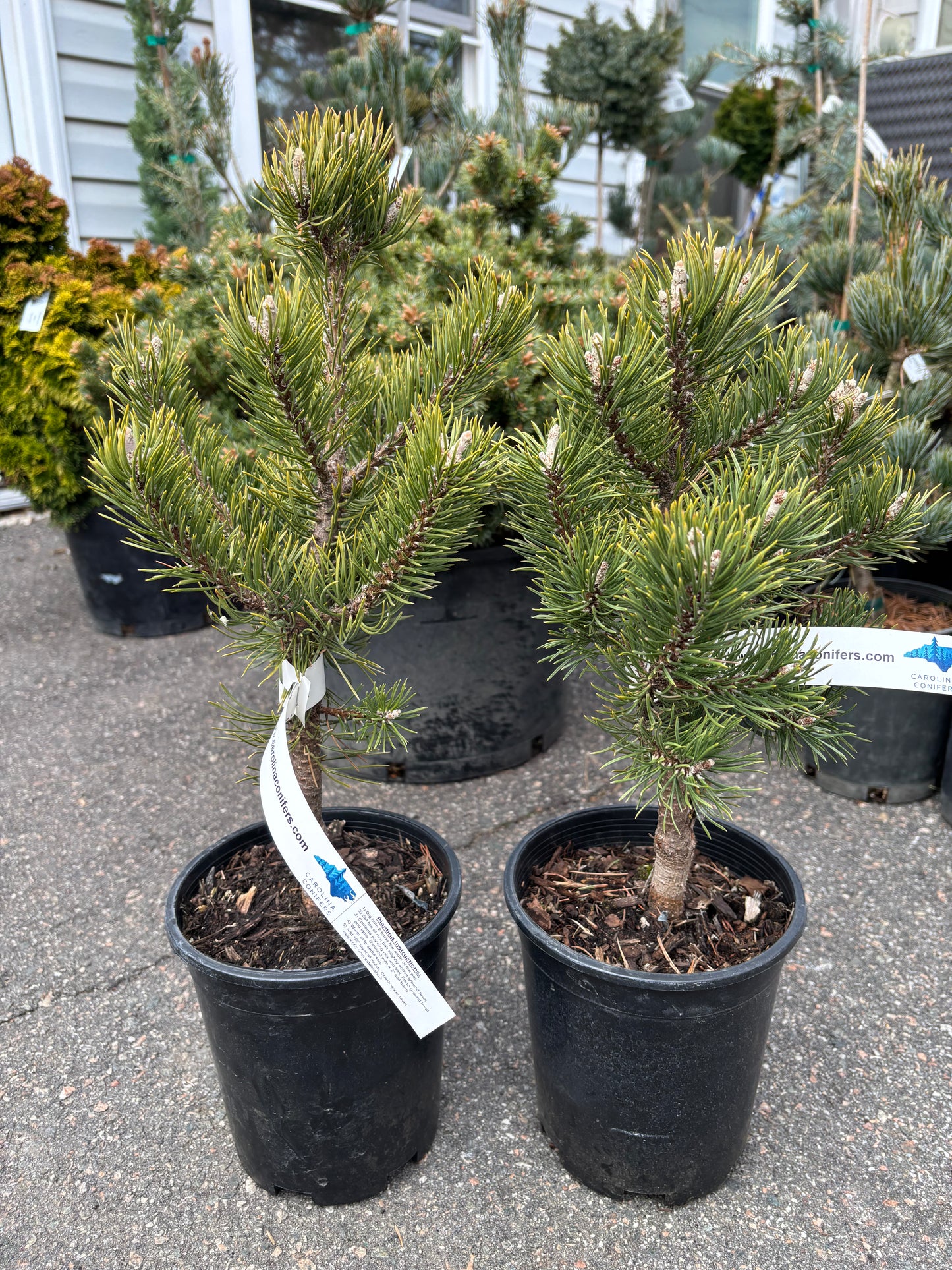 Pinus uncinata ‘Silver Candles’