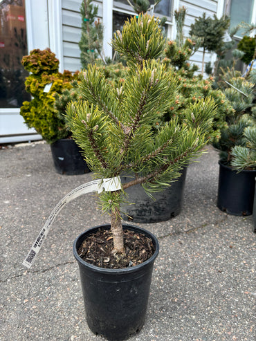 Pinus uncinata ‘Silver Candles’
