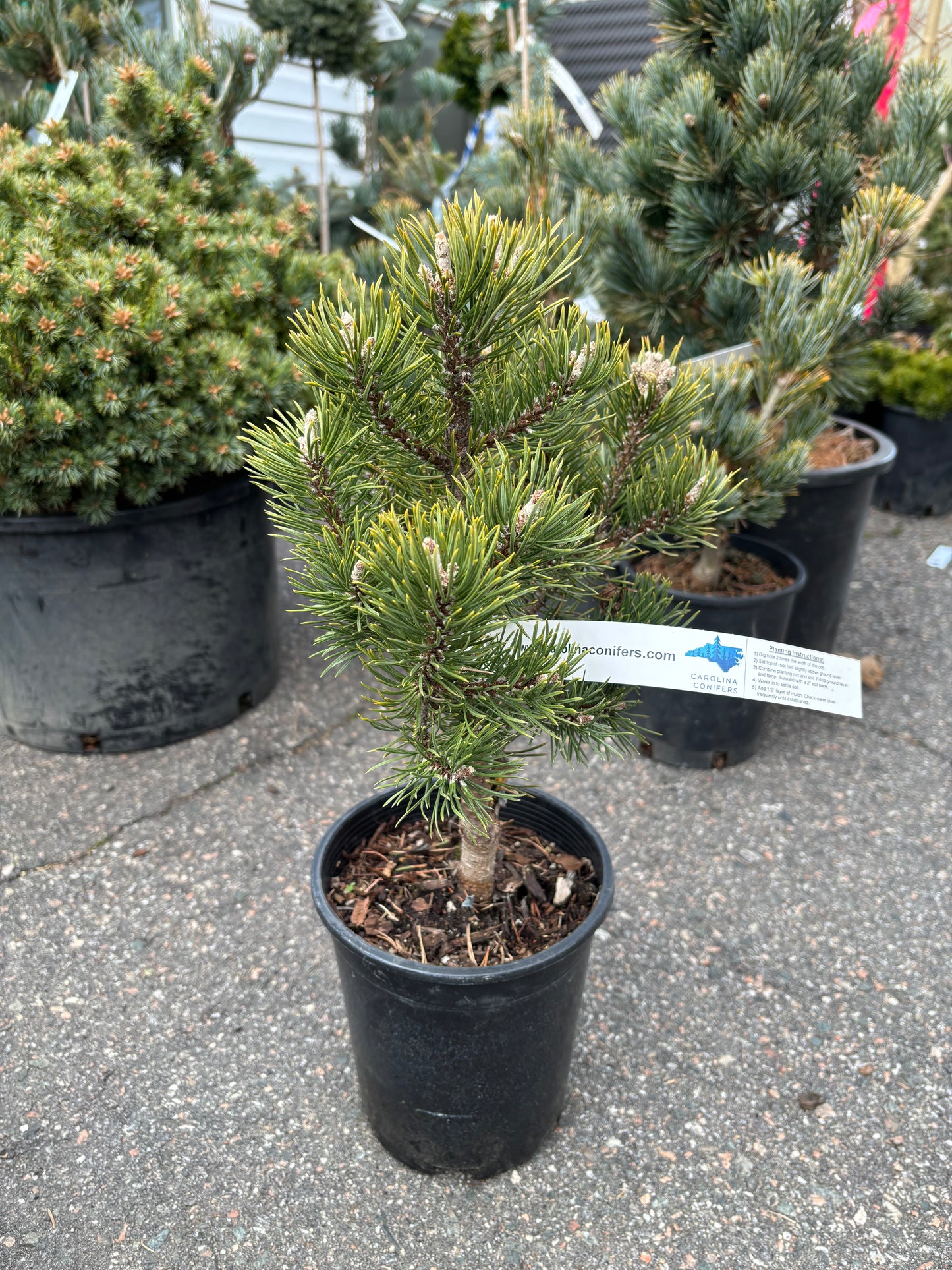 Pinus uncinata ‘Silver Candles’