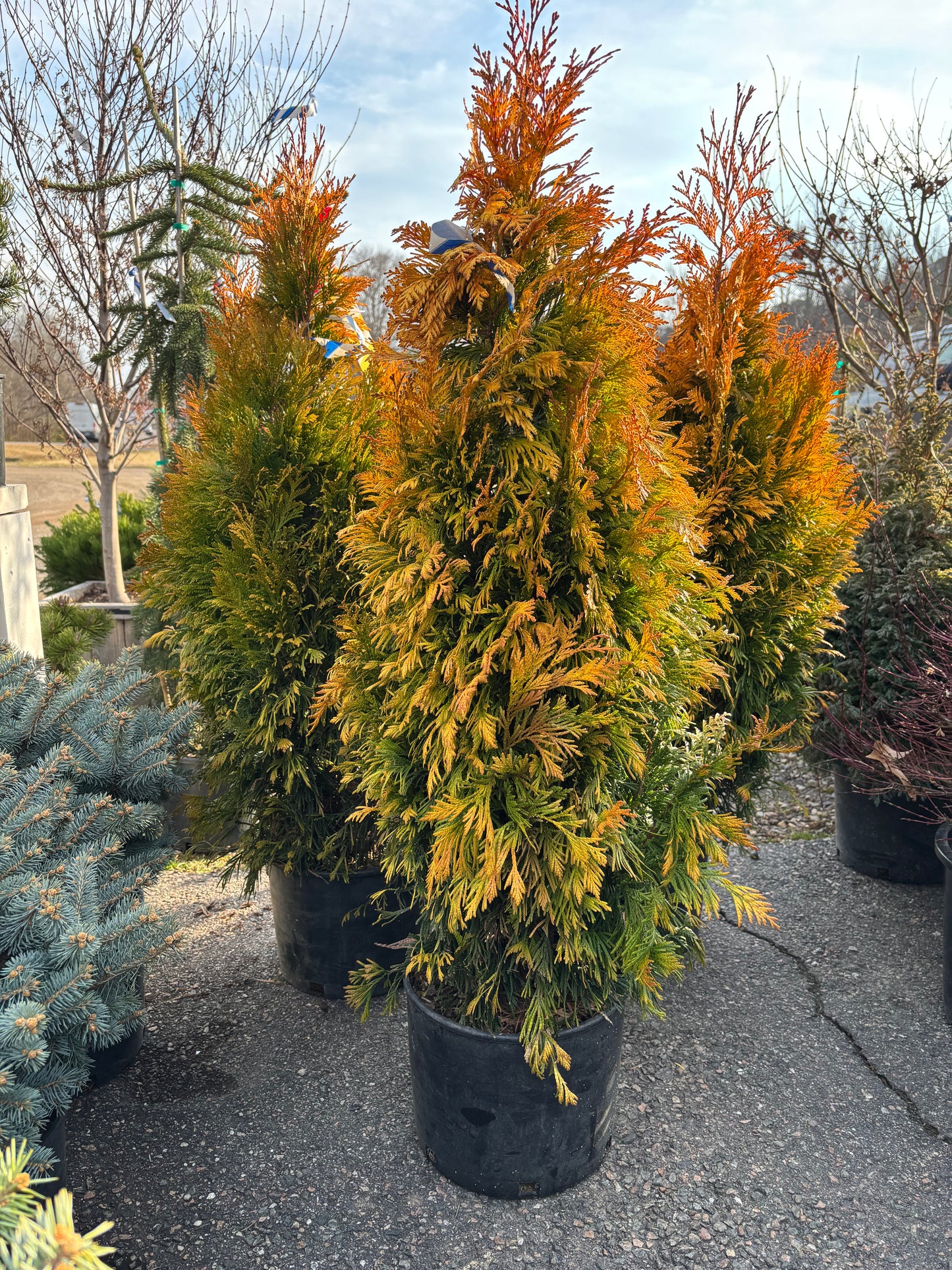 Forever Goldy® Arborvitae Golden Thuja plicata
