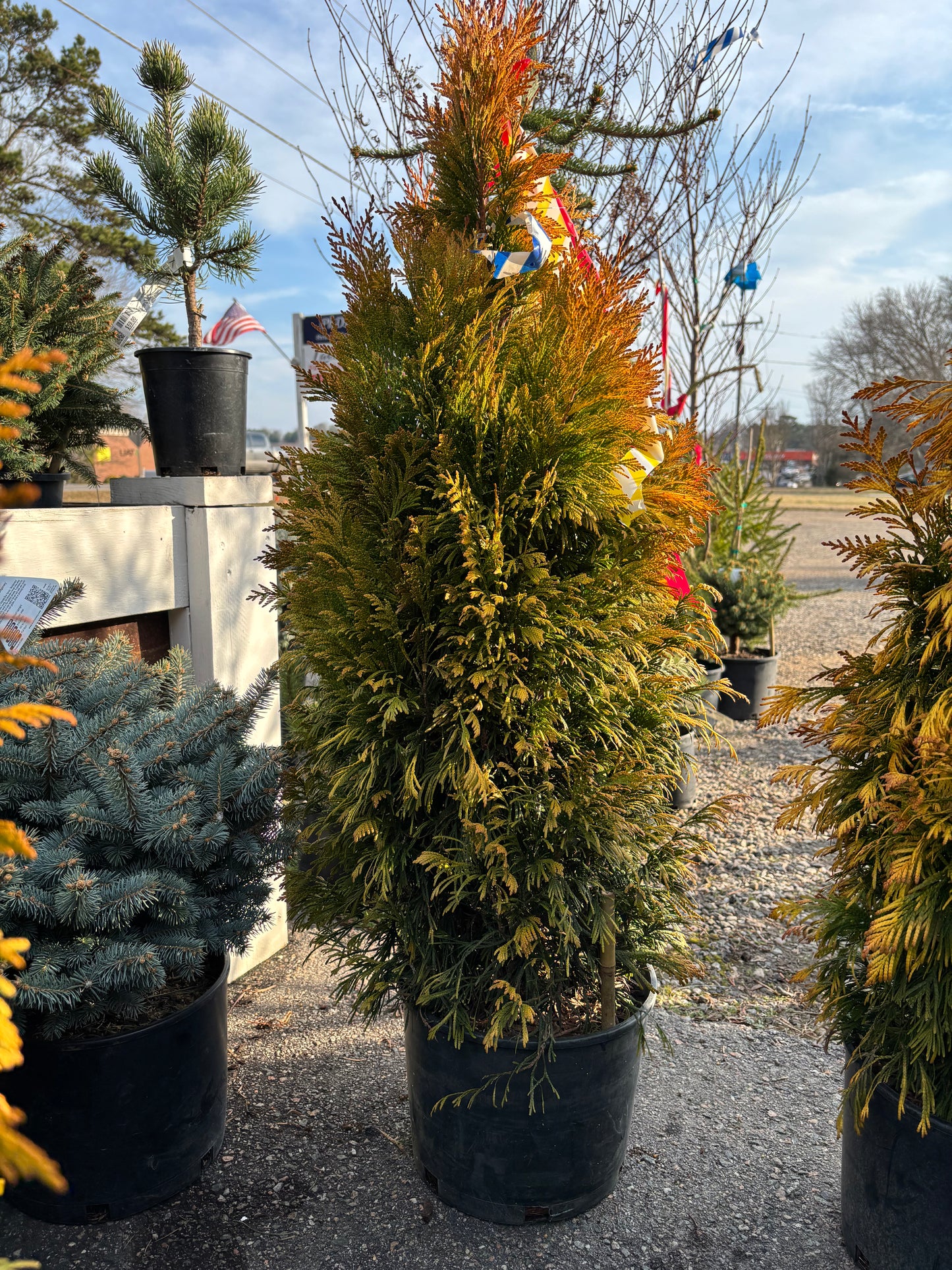 Forever Goldy® Arborvitae Golden Thuja plicata