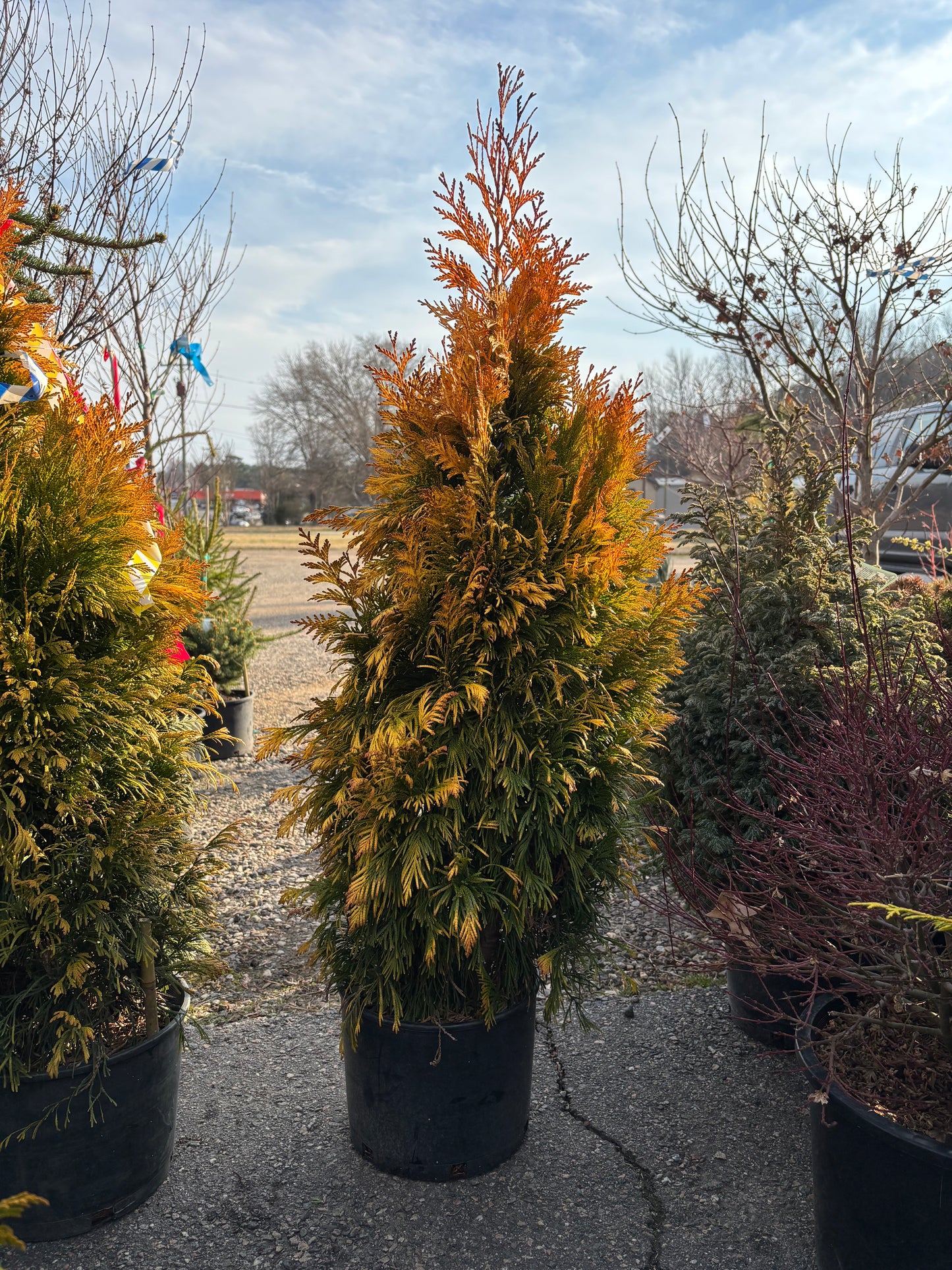 Forever Goldy® Arborvitae Golden Thuja plicata
