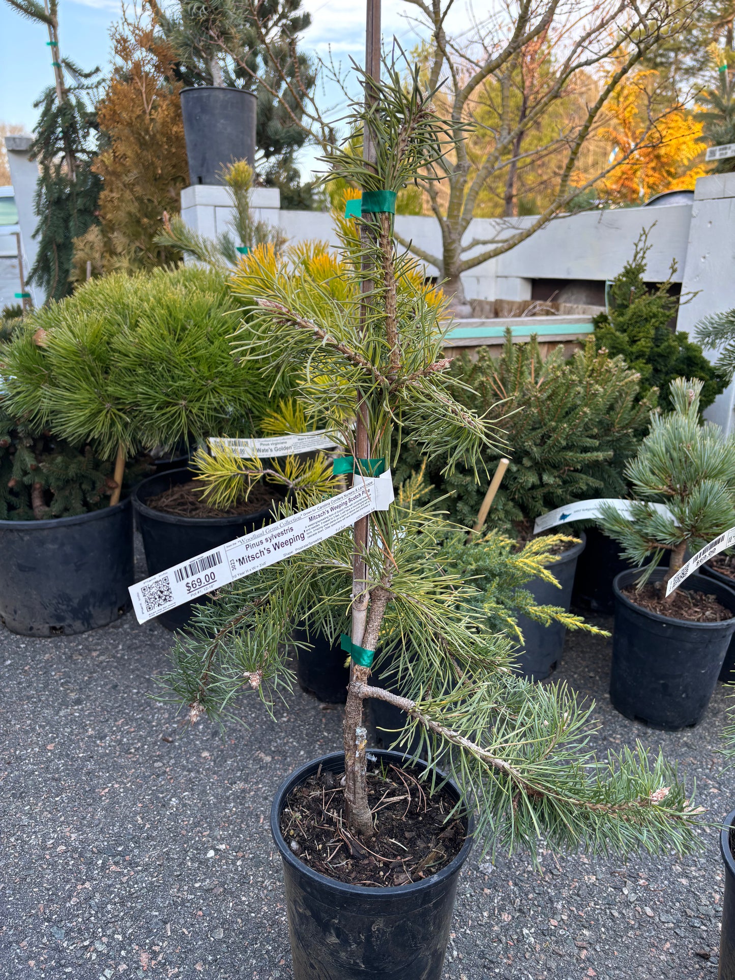 Pinus Sylvestris ‘Mitsch’s Weeping’