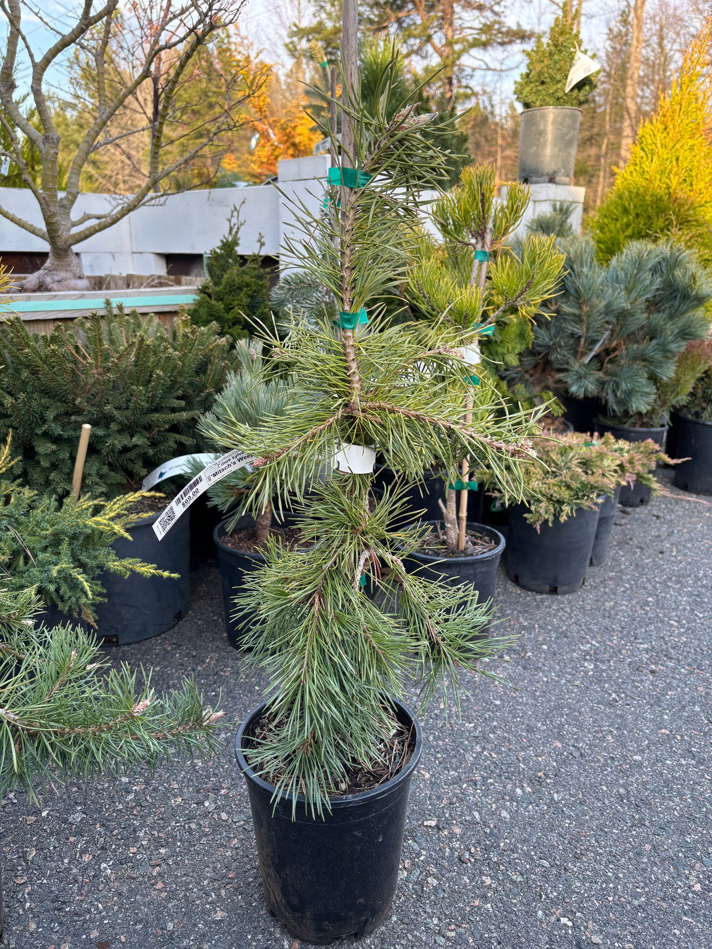Pinus Sylvestris ‘Mitsch’s Weeping’