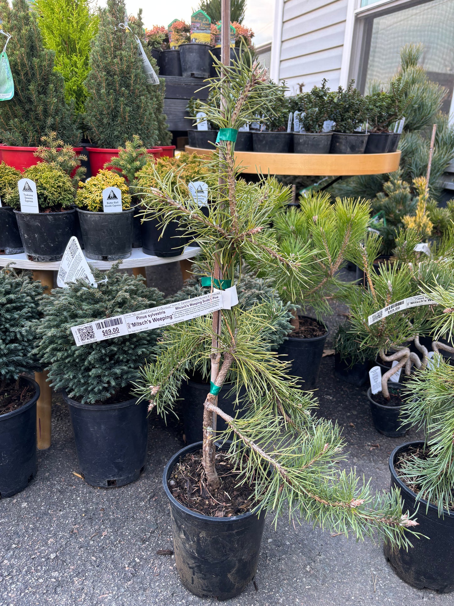 Pinus Sylvestris ‘Mitsch’s Weeping’